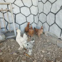 مرغ تخم گذار|حیوانات مزرعه|برخوار, |دیوار