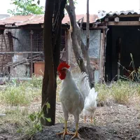مرغ و خروس