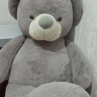 خرس طوسی زیبا درحدنو