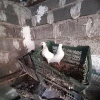 درب ورودی خانه ونرده چوبی منبت کاری چندوسایل دیگه