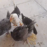 جوجها رسمی به شرط سالم و سر حال زبر وزرنگ