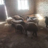 ۷عدد بره نرو ماده|حیوانات مزرعه|بیرانوند, |دیوار