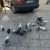 فروش کبوتر سرحال|پرنده|شیراز, تل حسین‌آباد|دیوار