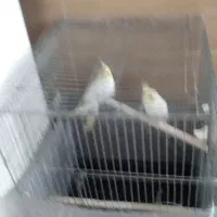 یه جفت عروس