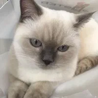 گربه اسکاتیش- بریتیش