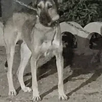 دو قلاده نگهبان|سگ|صفادشت, |دیوار