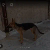 سگ ژرمن