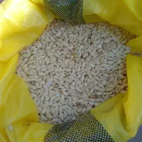 تخمه کدو|خوردنی و آشامیدنی|یامچی, |دیوار