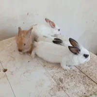 خرگوش پشم آلو