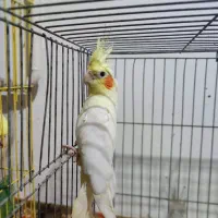 جوجه دو ماهه عروس هلندی لوتینو|پرنده|رشت, باهنر|دیوار