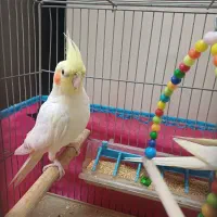 دو جفت عروس هلندی نر وماده لوتینو