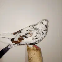 یک عدد کبوتر پرشی