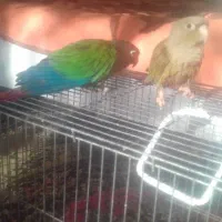 جفت نرماده جوان.طوطی گرینچیک|پرنده|خمینی‌شهر, |دیوار