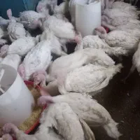 بیوتی گوشتی ارگانیک دم پرواری