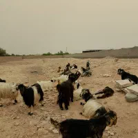 بز و بیگ