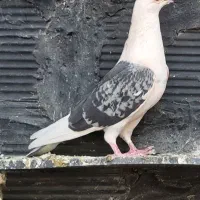 کفتر|پرنده|چهاردانگه (تهران), |دیوار