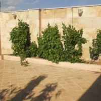 خریدار-خانه