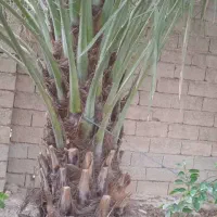 برش نخل ودرختان|خدمات باغبانی و درختکاری|بوشهر, |دیوار