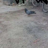 سبز گم شده|پرنده|کرباسک, |دیوار