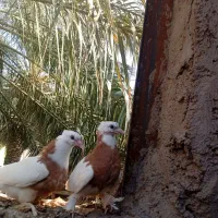 پزنده طوقی|پرنده|بم, |دیوار