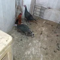 بوقلمون نروماده خروس سلطان پرپا کلاهی