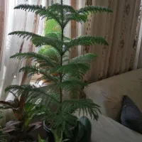 گل مطبق بسیار زیبا وتروتازه وشاداب