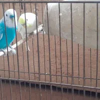 مرغ عشق با تمام وسایل