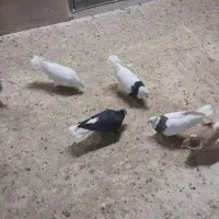 کفتر رنگی|پرنده|قم, انسجام|دیوار