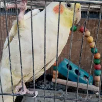 یک جفت طوطی برزیلی و عروس هلندی