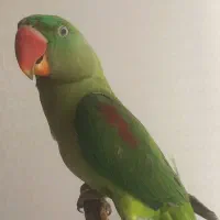 جوجه شاه طوطی نر رام|پرنده|همدان, |دیوار