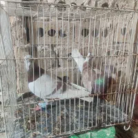 کفتر