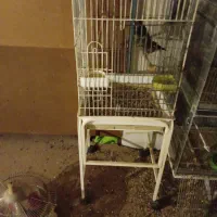 سهره|پرنده|مشهد, سراب|دیوار