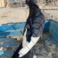 کبوتر قارا نر پرنده|پرنده|الوند, |دیوار