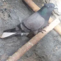 کبوتر پرشی   قیمت 200هزار