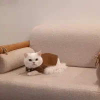 گربه اسکاتیش پرشین نر