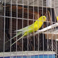 مرغ عشق|پرنده|تایباد, |دیوار