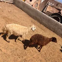 بره ماده