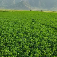 یونجه
