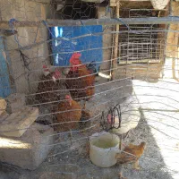 مرغ و خروس