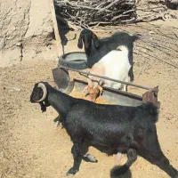 گوسفند|حیوانات مزرعه|ارزوئیه, |دیوار