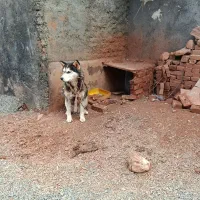 سگ هاسکی|سگ|خواجه, |دیوار