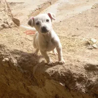 پاکوتاه|سگ|کنگاور, |دیوار