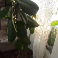 گل فیکوس|گل و گیاه طبیعی|ارومیه, |دیوار