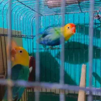 کوتوله نژاد دار