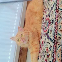 گربه ماده|گربه|مبارکه, |دیوار