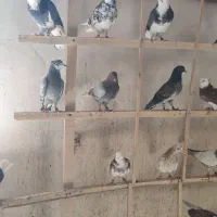 جوجه کفتر پرشی|پرنده|قم, شهر قائم|دیوار