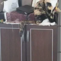 فروش گربه خانگی با لوازم