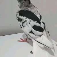 کبوتر کوهی دمپاک لیموی چابدار