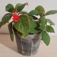 گل اپارتمانی|گل و گیاه طبیعی|مراغه, |دیوار