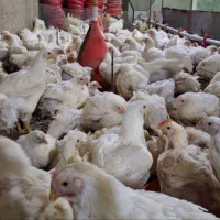 مرغ زنده گوشتی تخمی